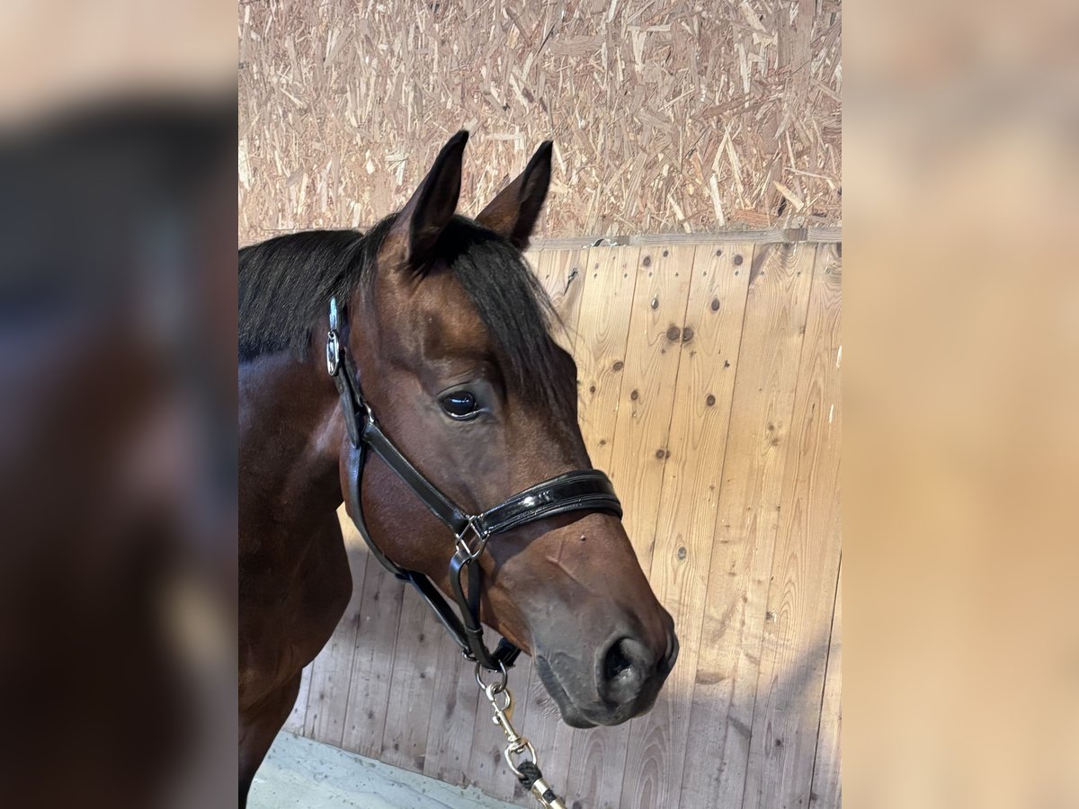 Trakehner Wallach 3 Jahre 168 cm Dunkelbrauner in Langenenslingen