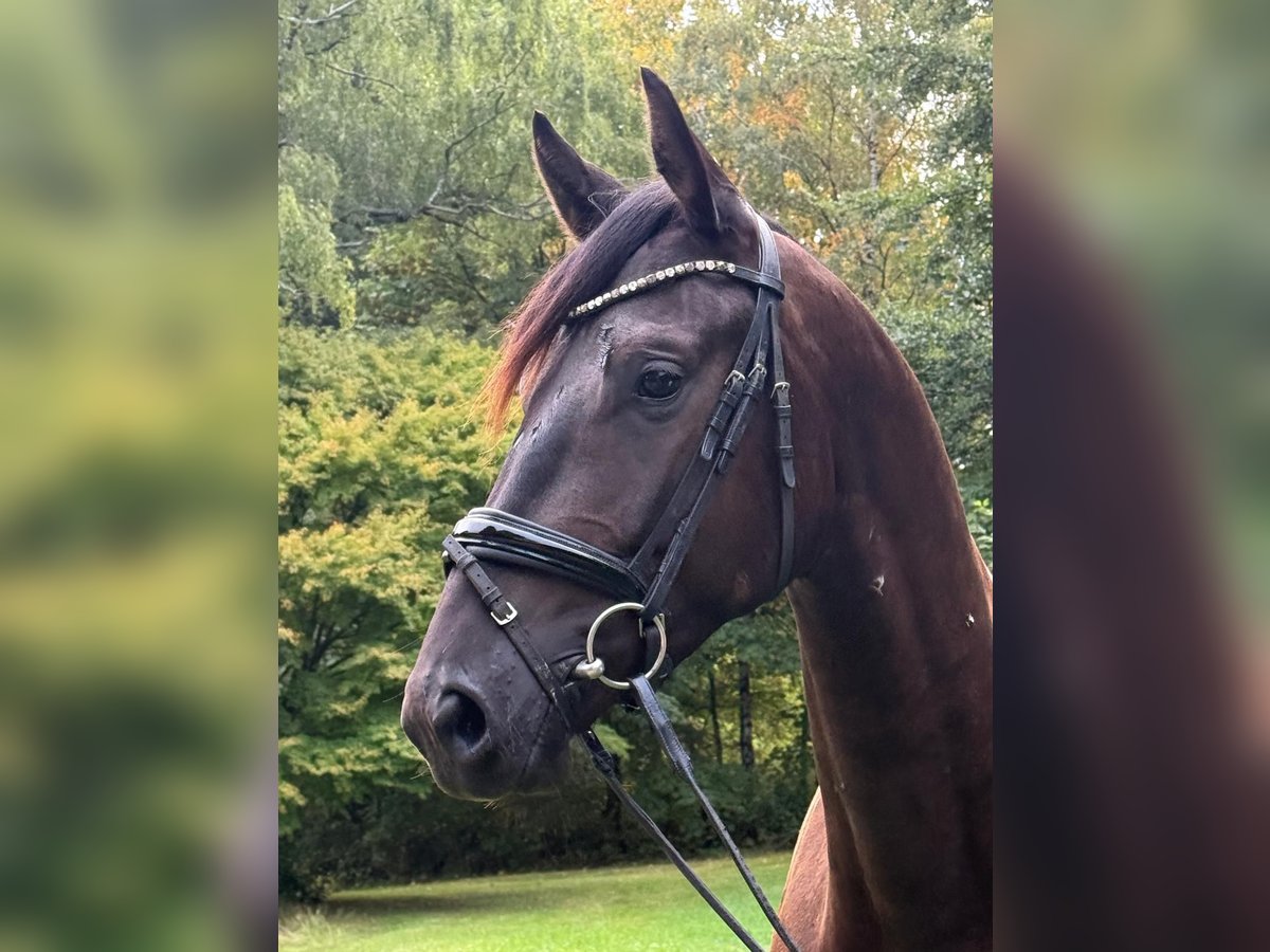 Trakehner Wallach 3 Jahre 168 cm Rappe in Wetter (Ruhr)