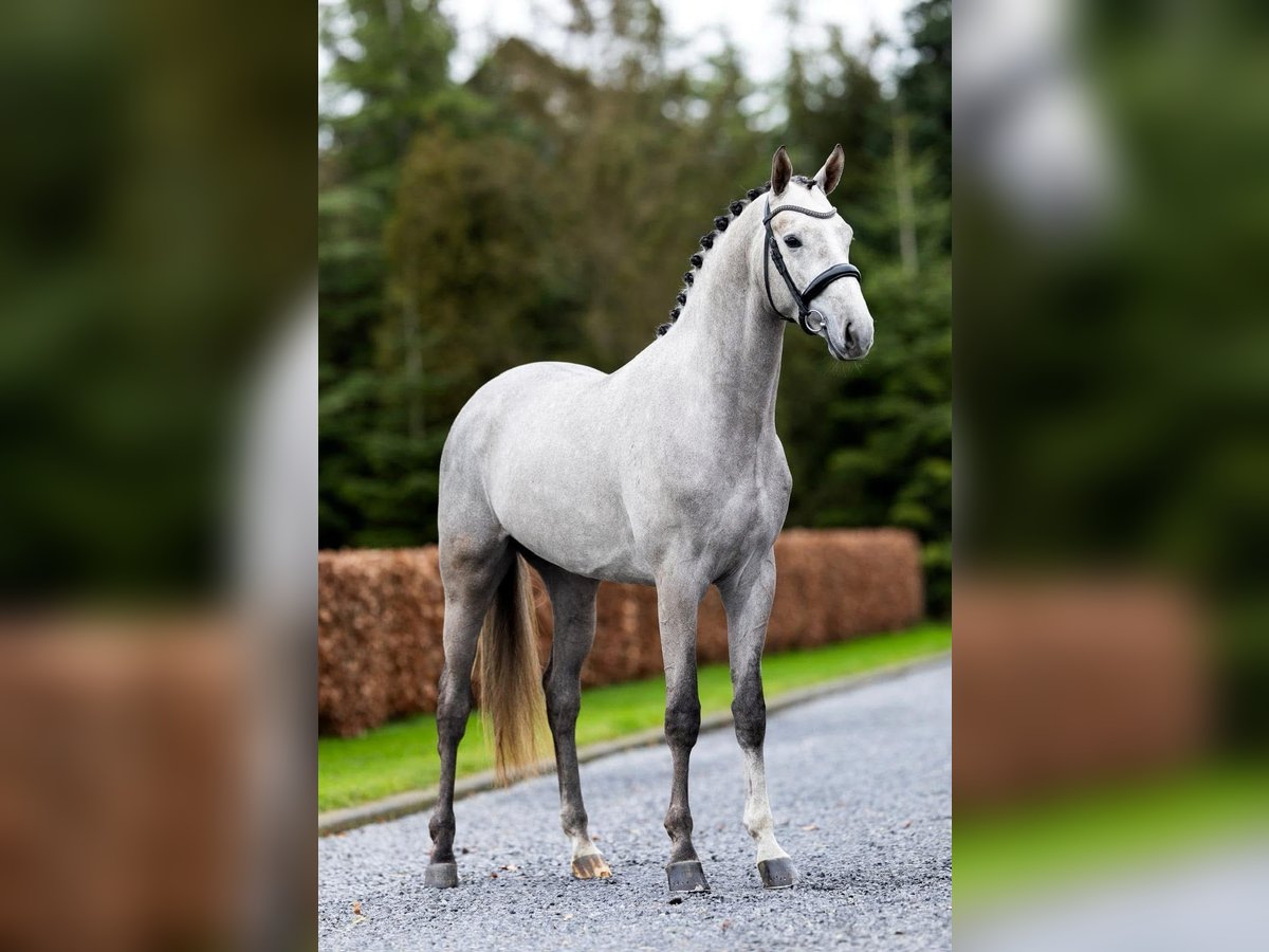 Trakehner Wallach 3 Jahre 168 cm Schimmel in Rees
