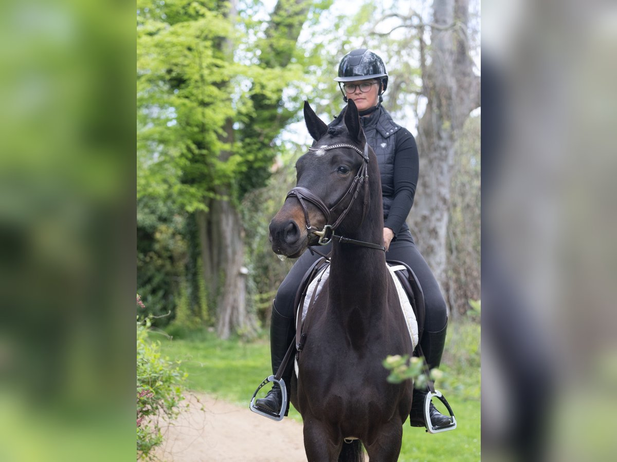 Trakehner Wallach 3 Jahre 168 cm Schwarzbrauner in Redefin