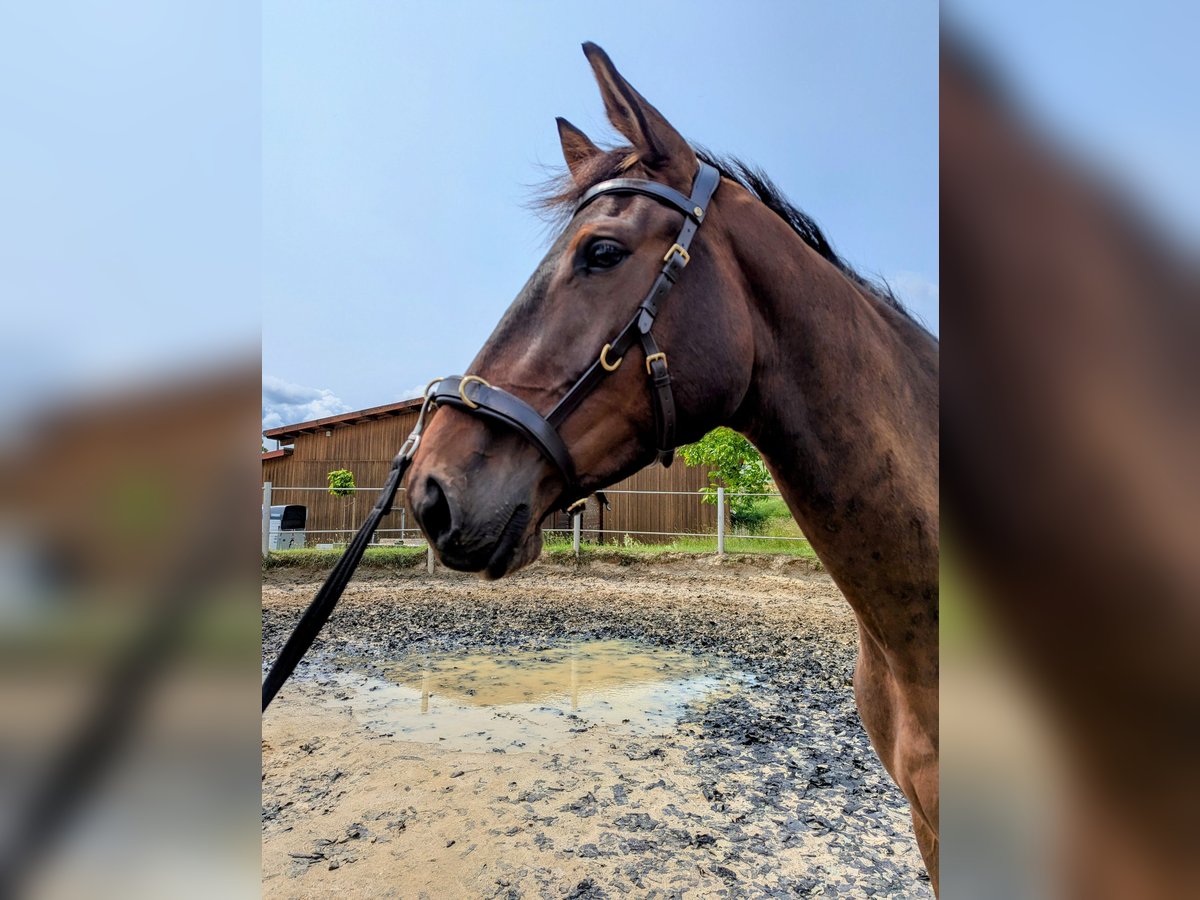 Trakehner Wallach 3 Jahre 170 cm Brauner in Wetzlar