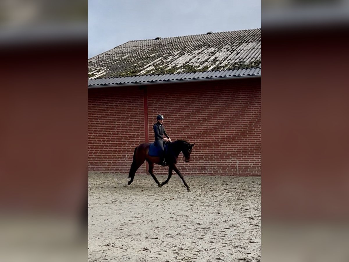 Trakehner, Wallach in Freren