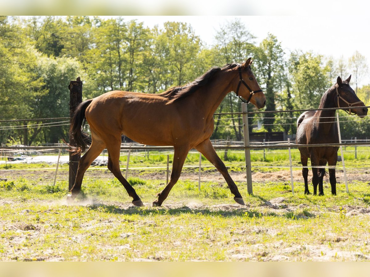Trakehner Wallach 3 Jahre 172 cm Brauner in Nienhagen