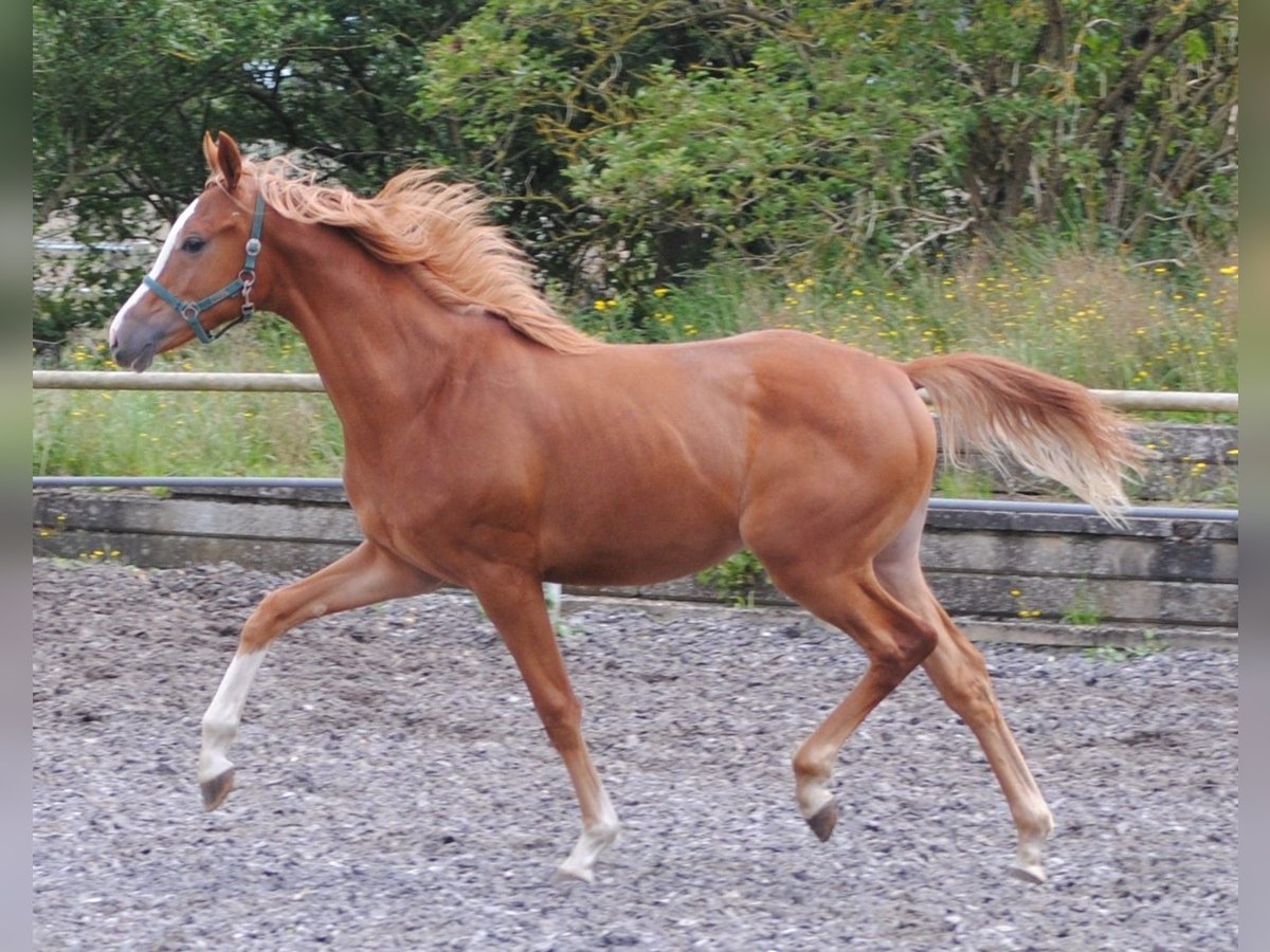 Trakehner Wallach 3 Jahre Fuchs in Crivitz