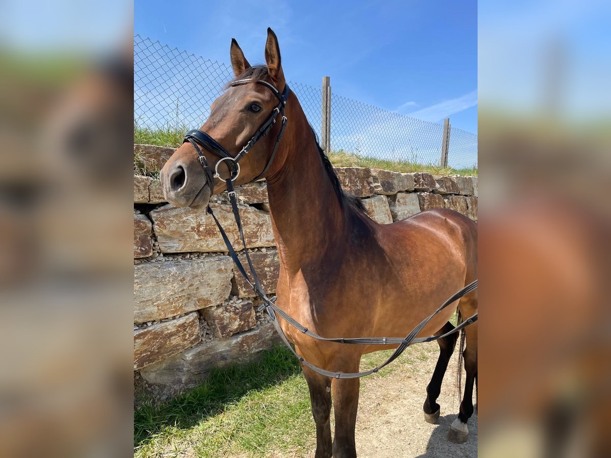 Trakehner Wallach 4 Jahre 160 cm Brauner in Horn