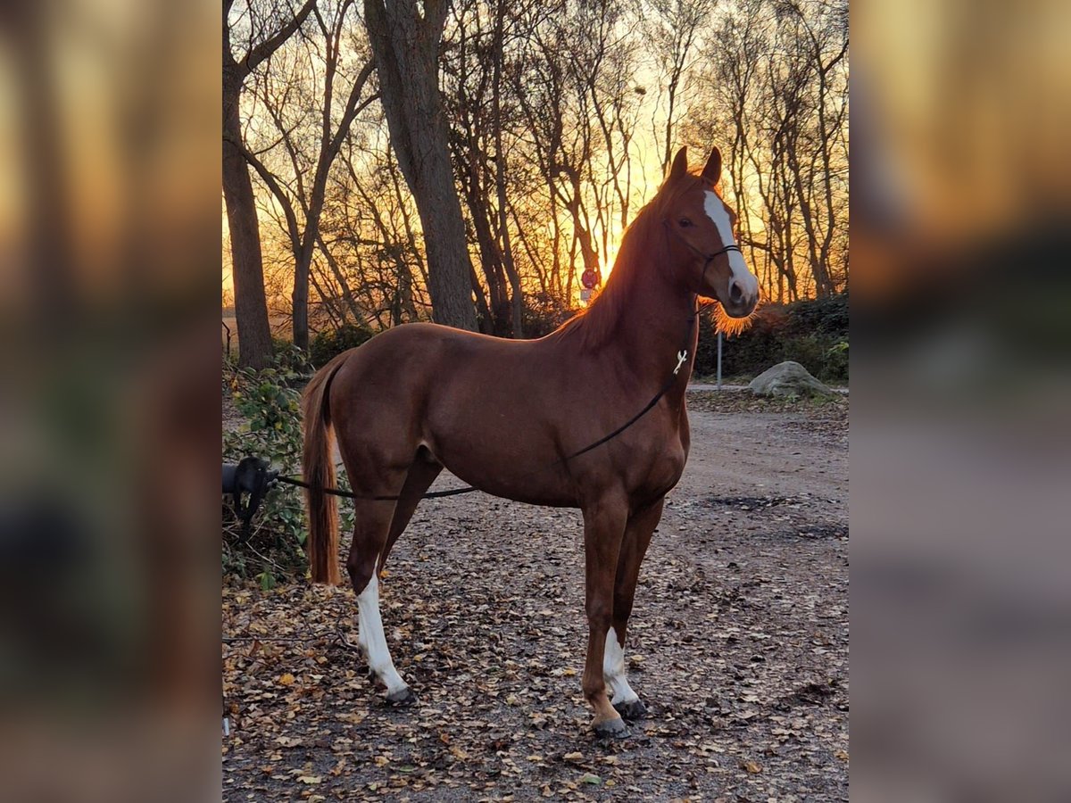Trakehner Wallach 4 Jahre 160 cm Fuchs in Fehmarn