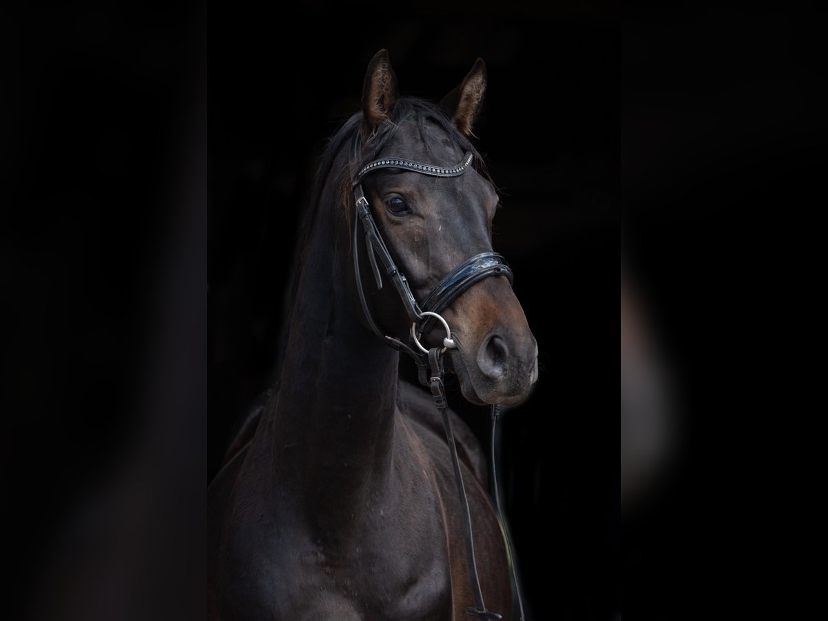 Trakehner Wallach 4 Jahre 161 cm Dunkelbrauner in Sperenberg