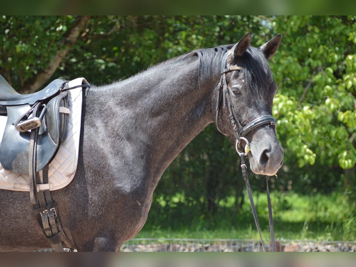 Trakehner Wallach 4 Jahre 162 cm Rappschimmel in Nohfelden
