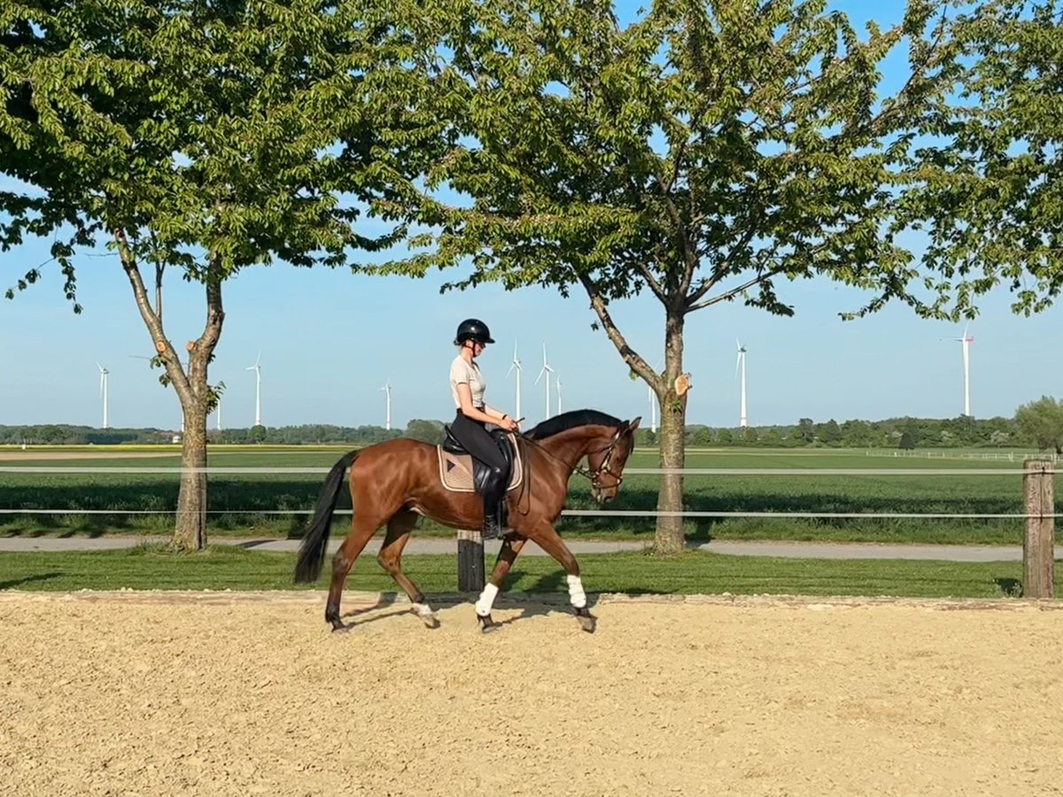 Trakehner Wallach 4 Jahre 163 cm Brauner in Salzkotten