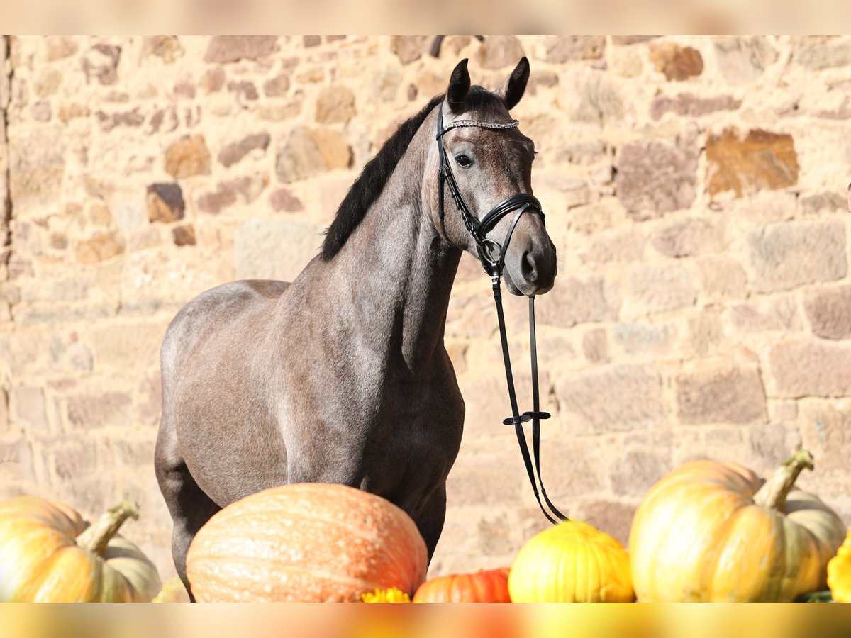 Trakehner, Wallach in Wolfhagen