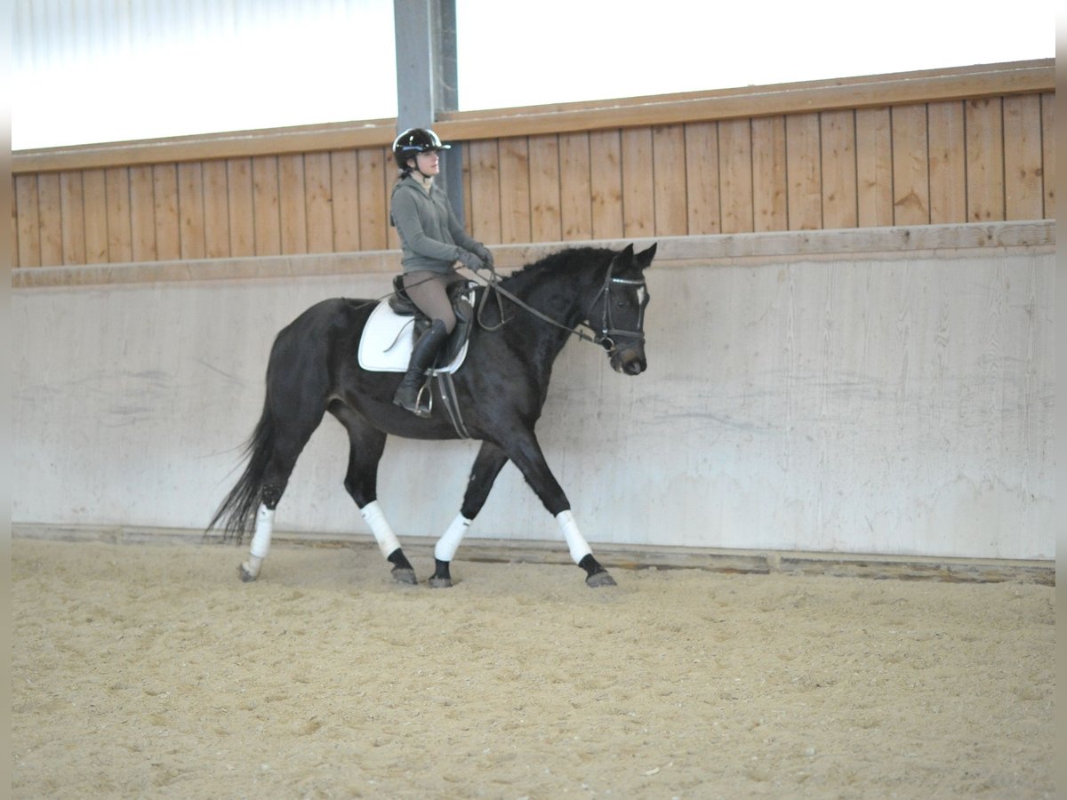 Trakehner Wallach 4 Jahre 164 cm Schwarzbrauner in Wellheim