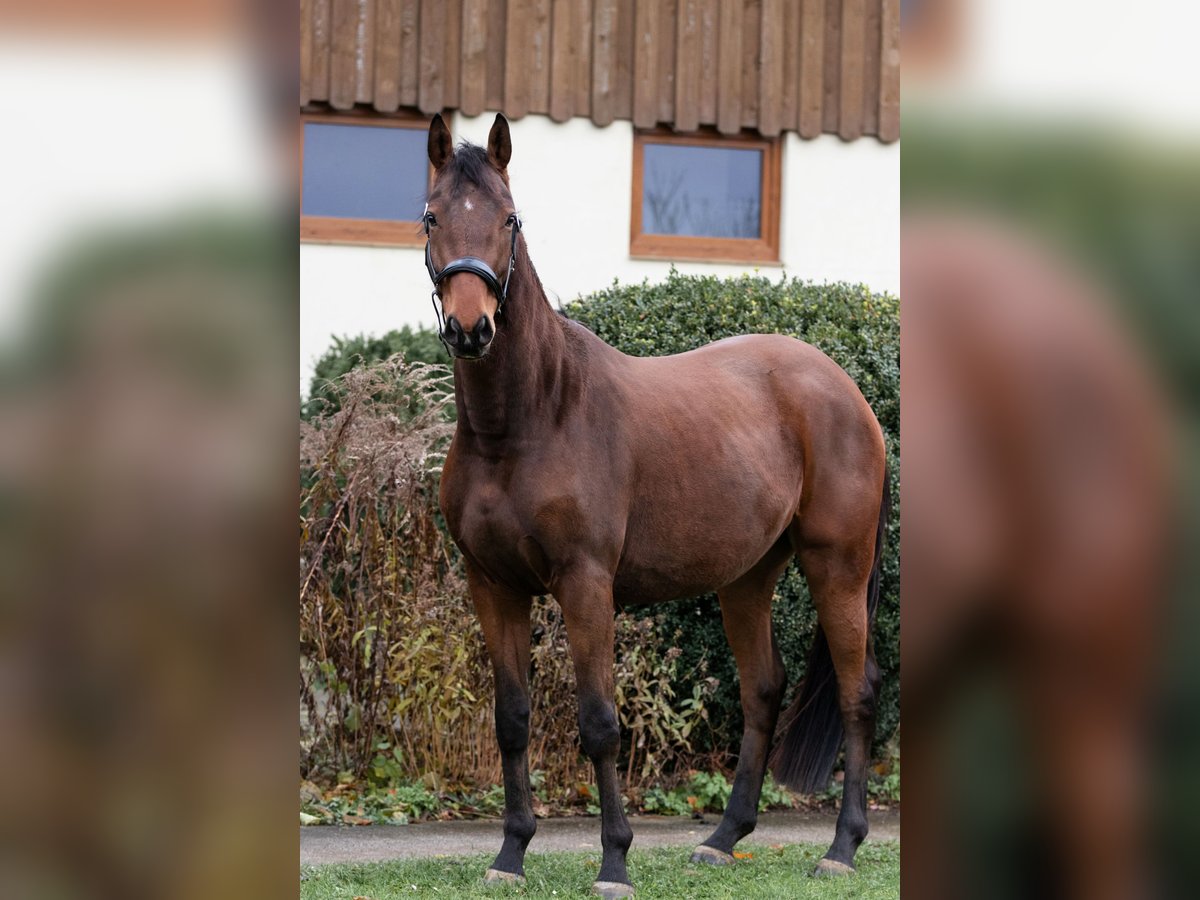 Trakehner Wallach 4 Jahre 165 cm in Malschwitz