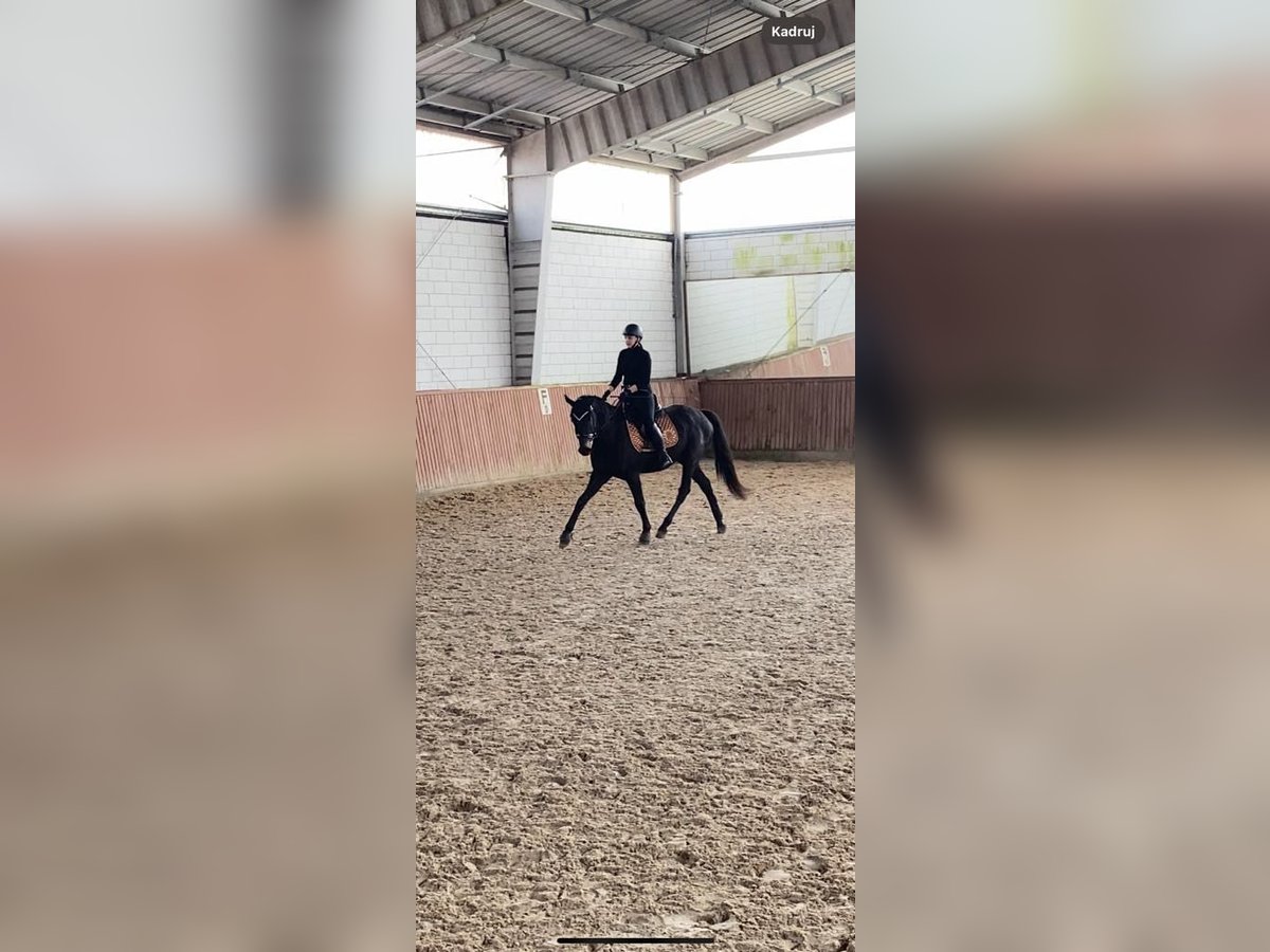 Trakehner Wallach 4 Jahre 165 cm Dunkelbrauner in Wicko