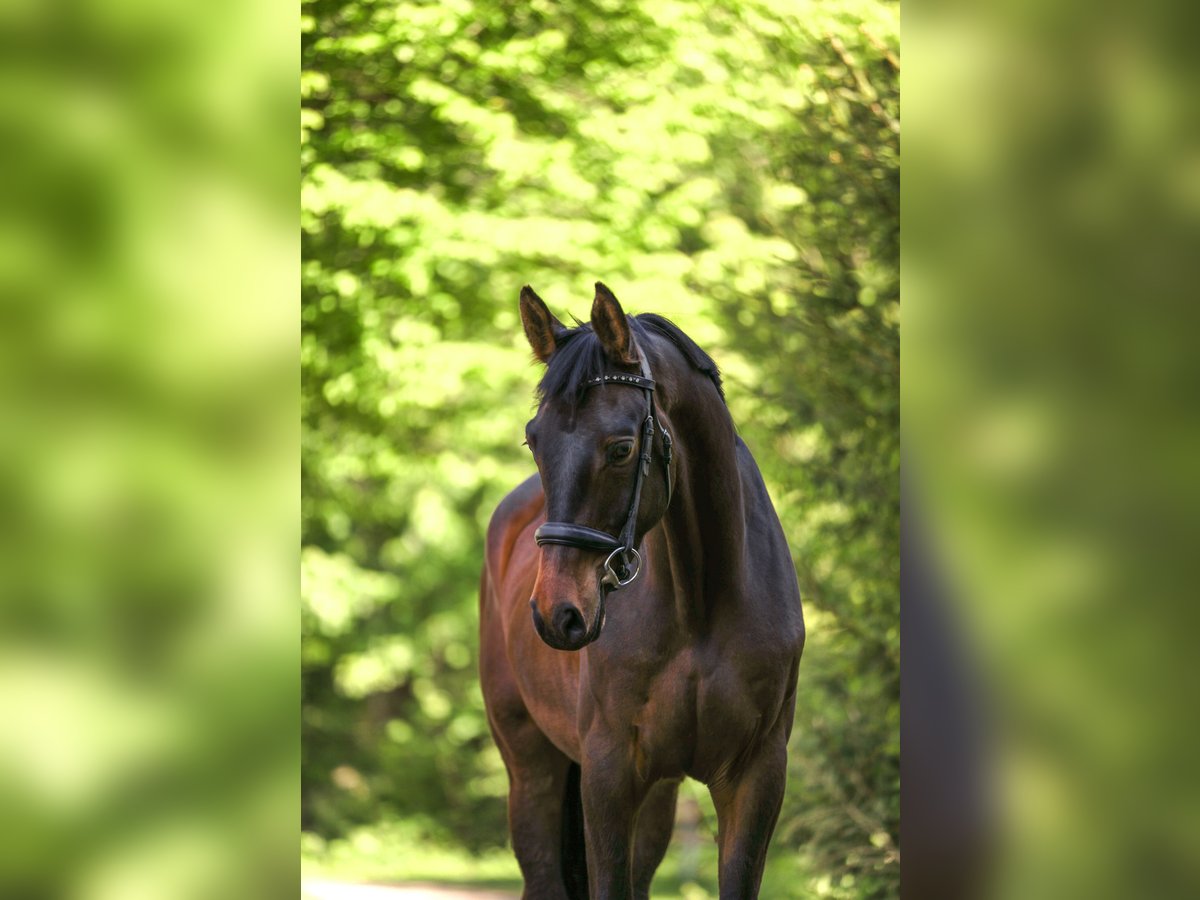 Trakehner Wallach 4 Jahre 166 cm Dunkelbrauner in Wertach