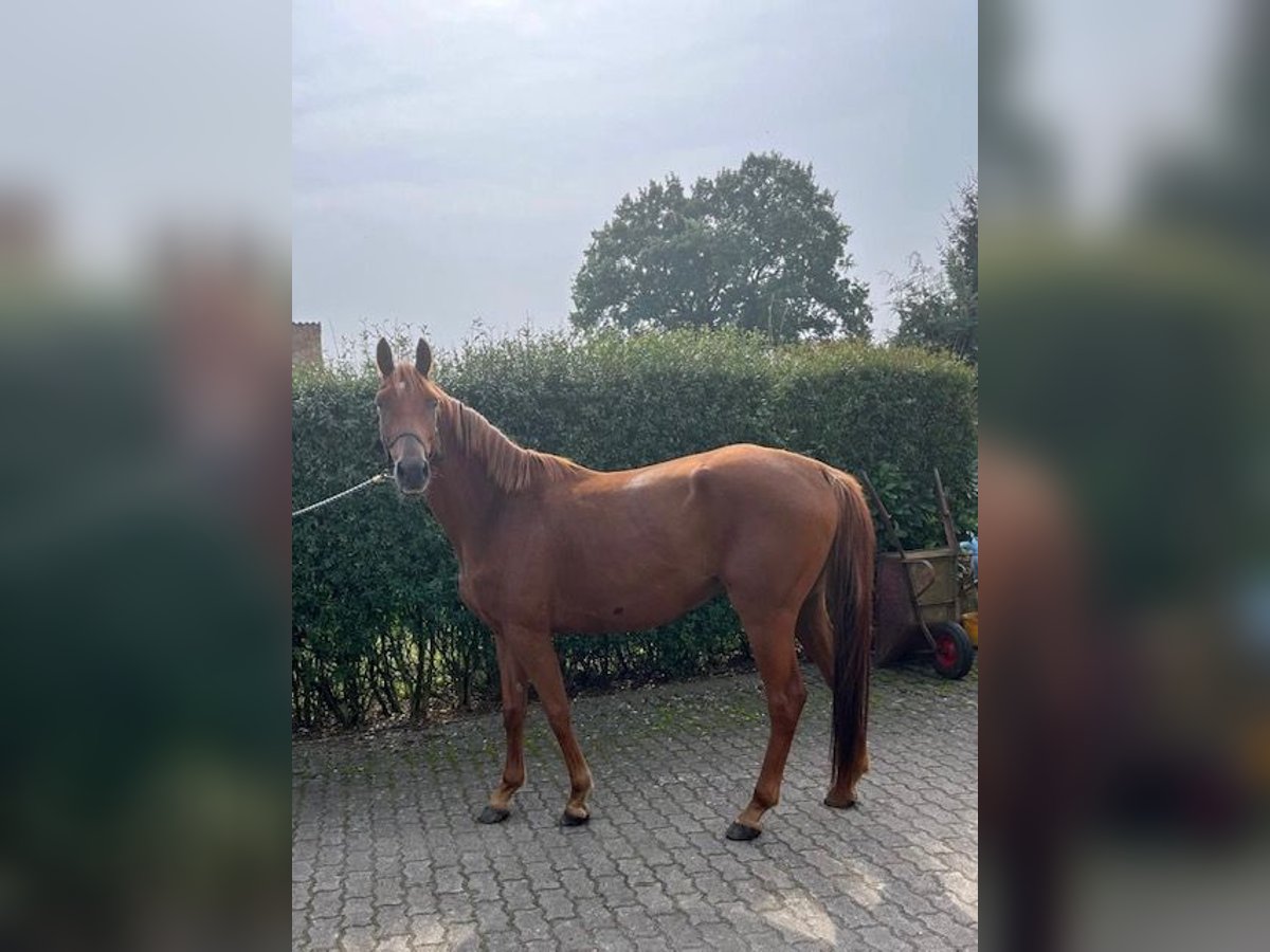 Trakehner Wallach 4 Jahre 166 cm Rotfuchs in Ravensberg