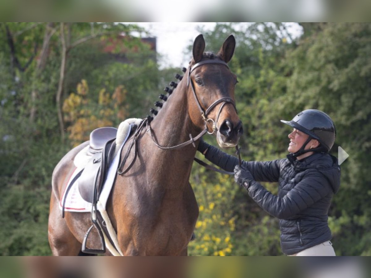 Trakehner Wallach 4 Jahre 167 cm Brauner in Schwarmstedt