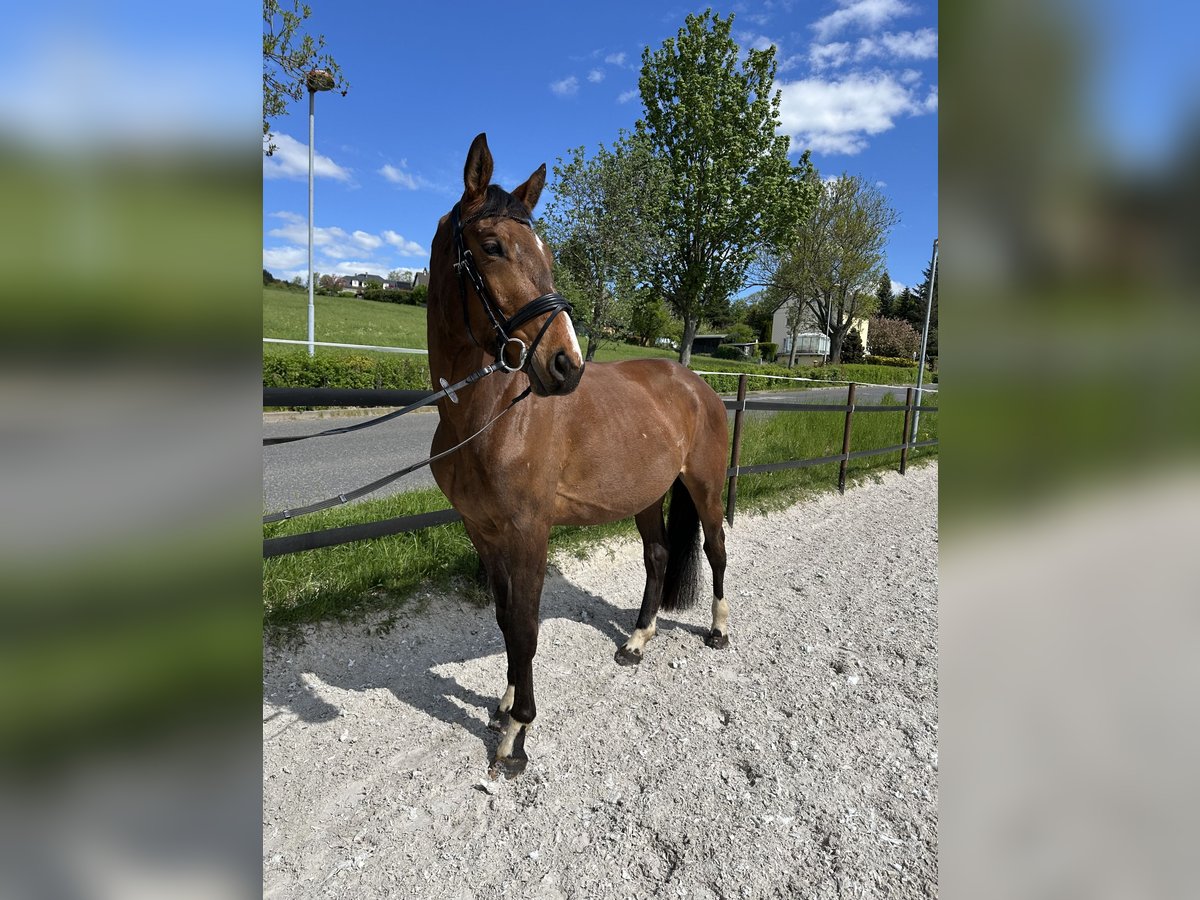 Trakehner Wallach 4 Jahre 167 cm Brauner in Thalheim / Erzgebirge