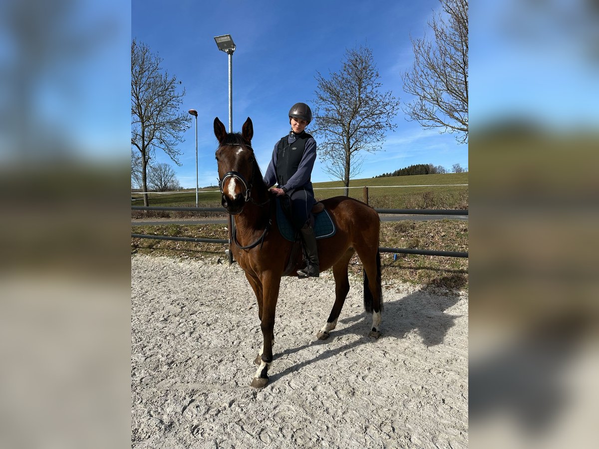 Trakehner Wallach 4 Jahre 167 cm Brauner in Thalheim / Erzgebirge