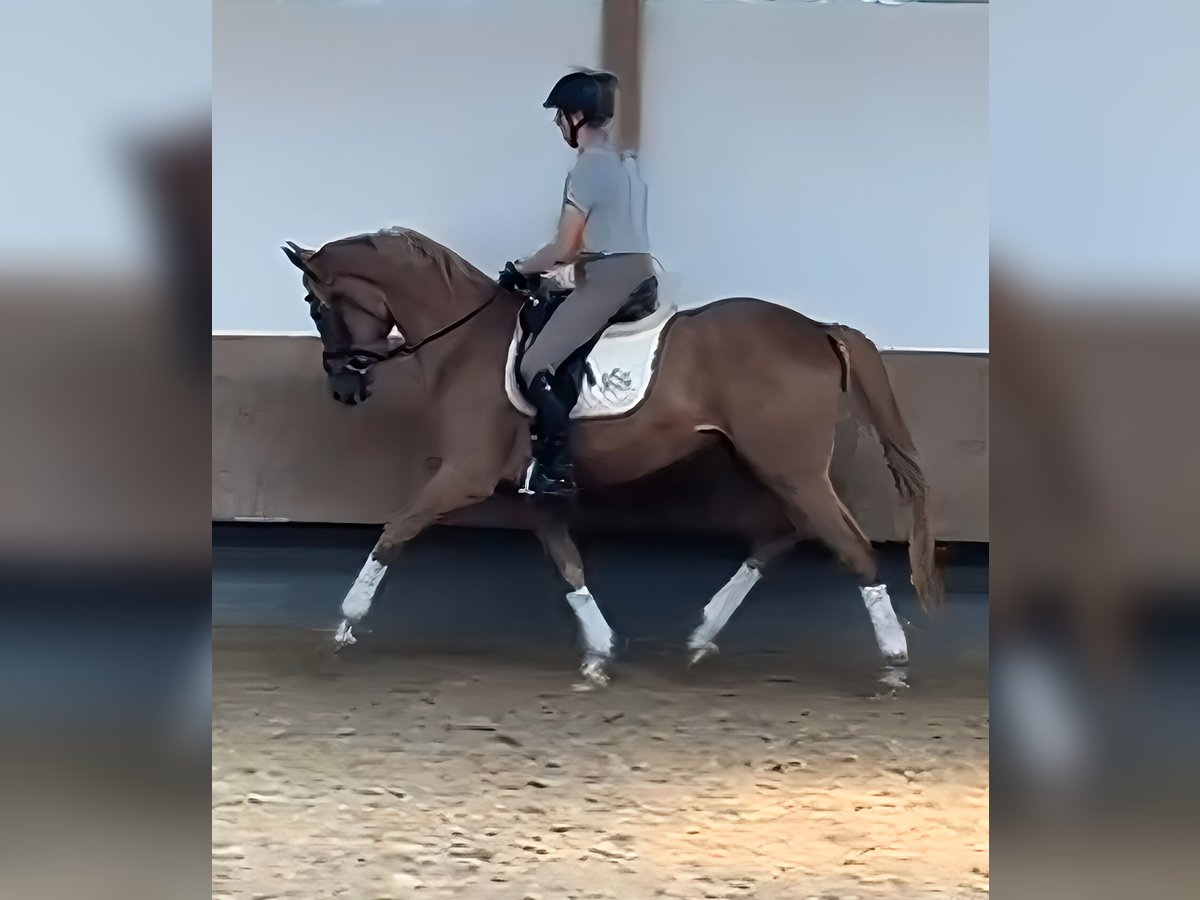 Trakehner Wallach 4 Jahre 167 cm Falbe in Lage