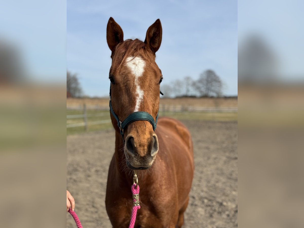 Trakehner Wallach 4 Jahre 167 cm Fuchs in Rohrbach