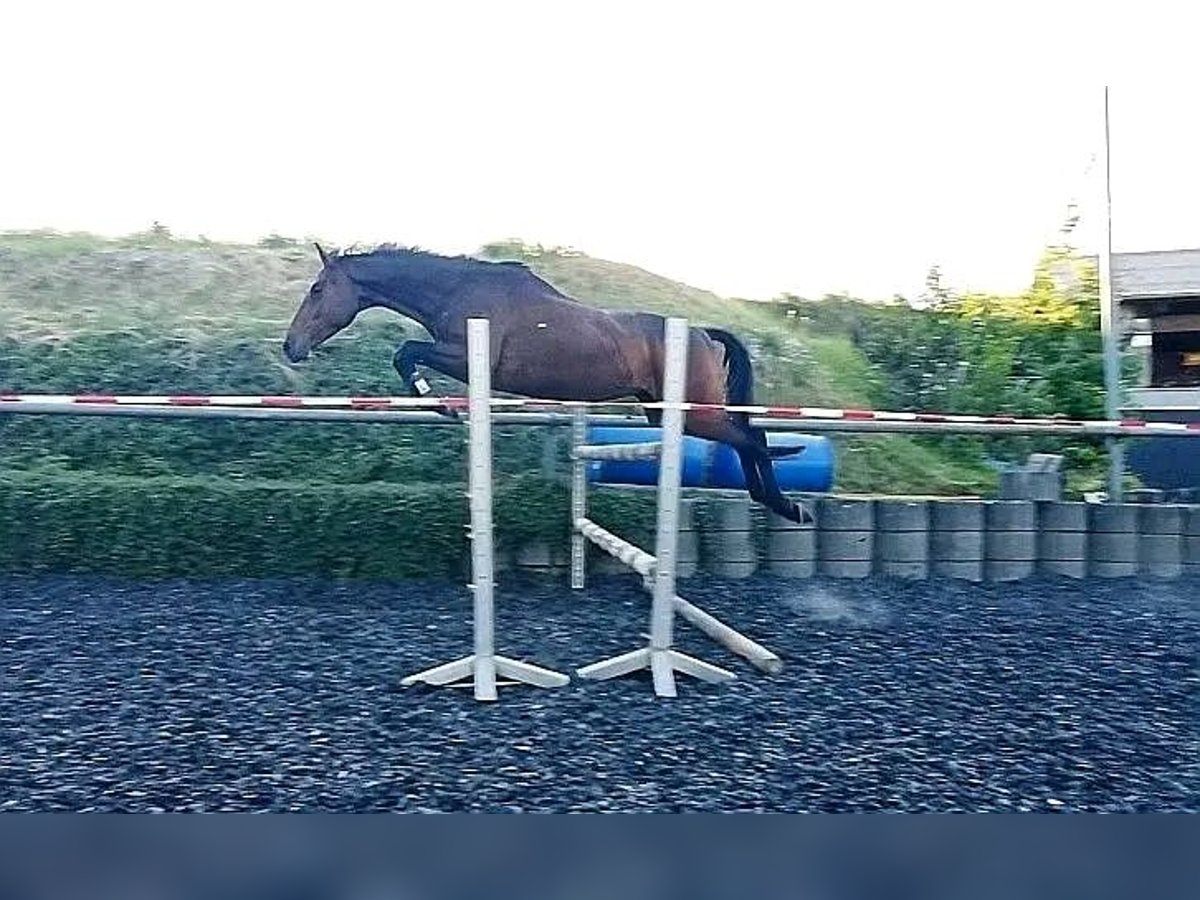 Trakehner Wallach 4 Jahre 168 cm Brauner in Kraichtal