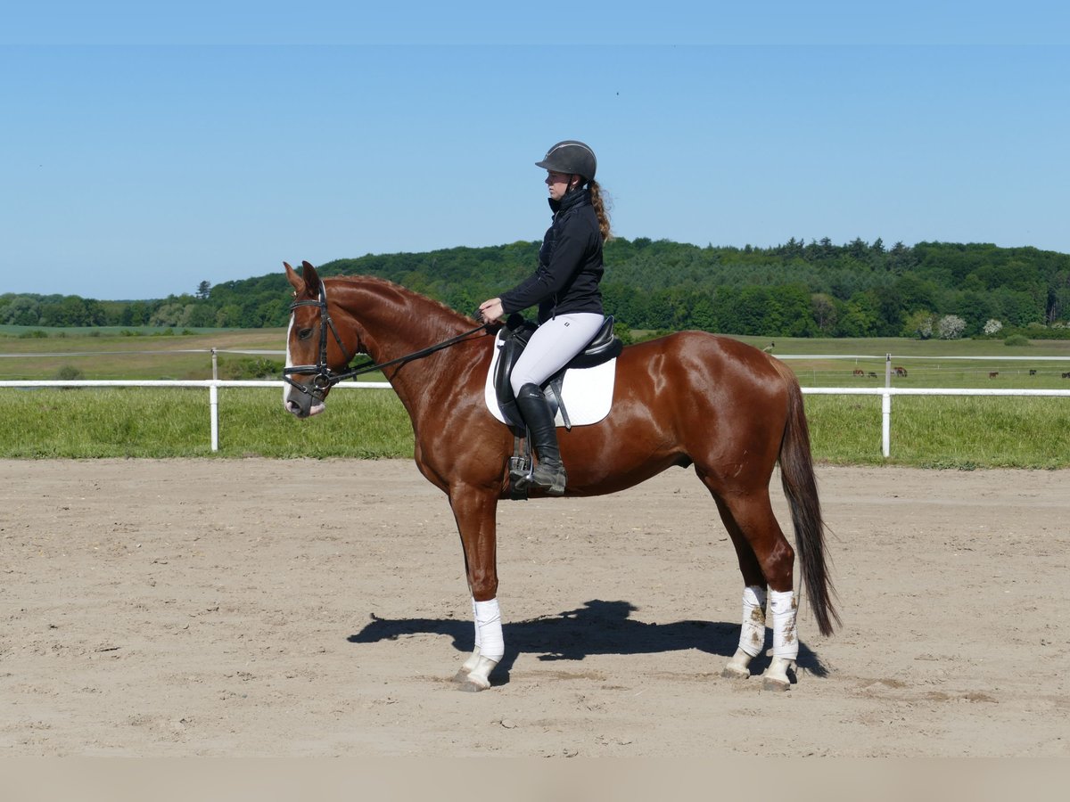 Trakehner Wallach 4 Jahre 168 cm Fuchs in Ganschow