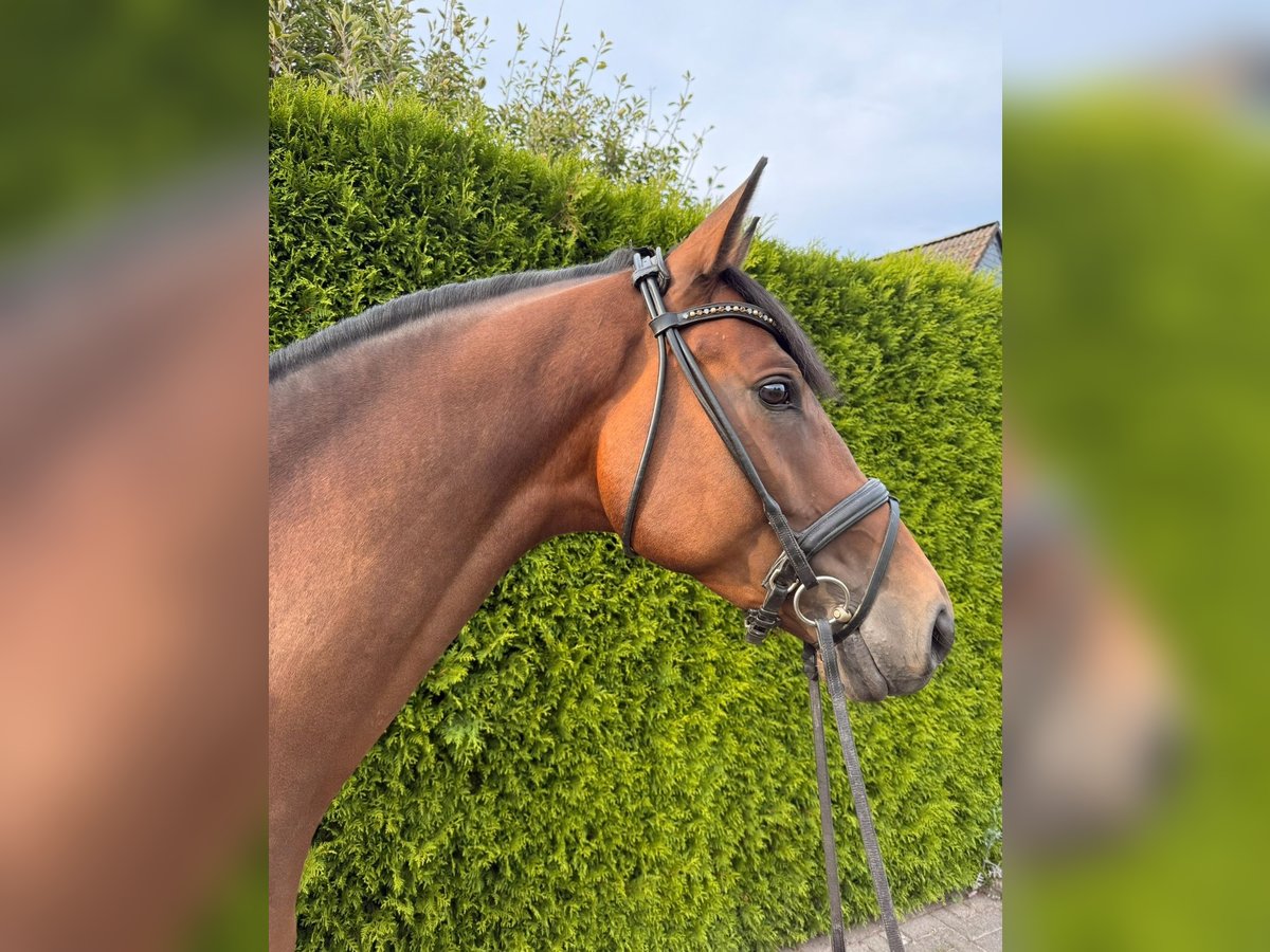 Trakehner Wallach 4 Jahre 169 cm Brauner in Hamm