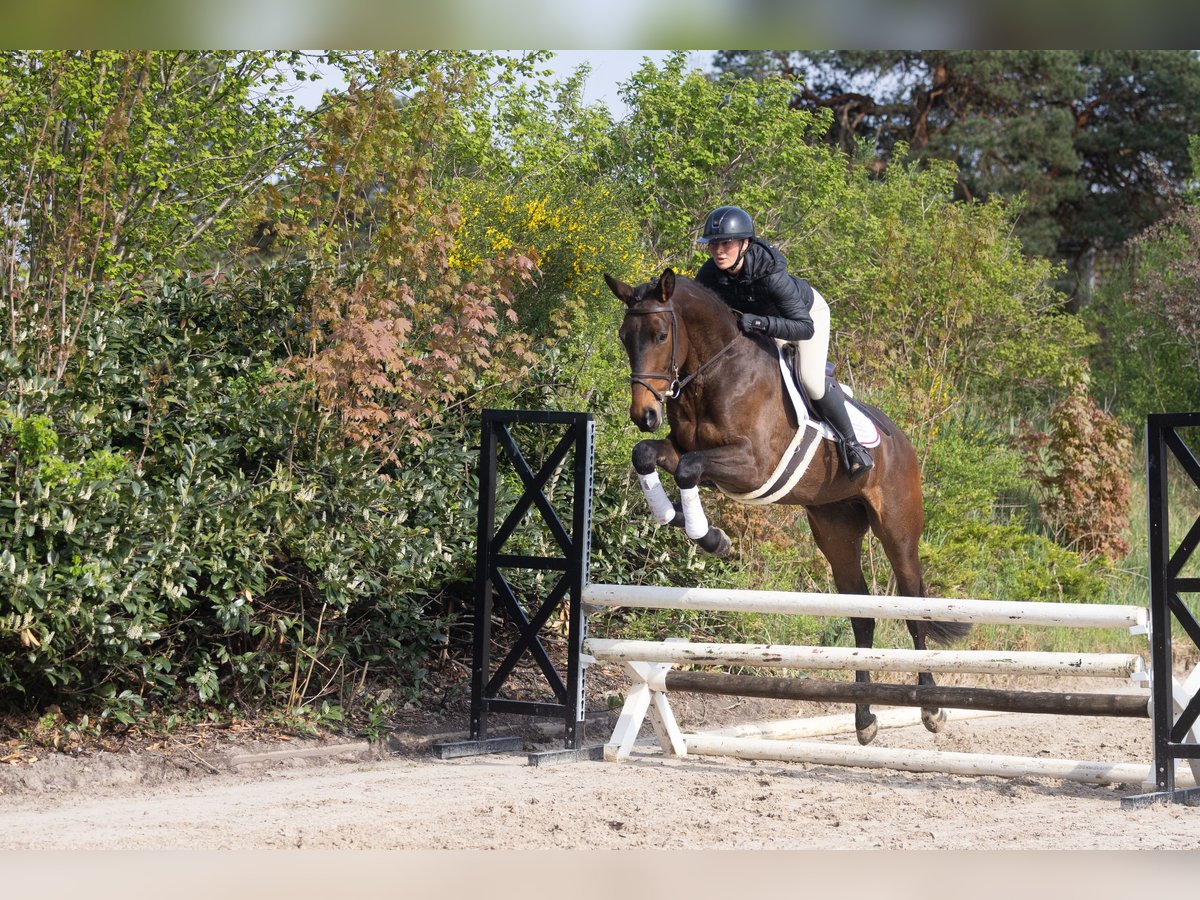 Trakehner Wallach 4 Jahre 169 cm Brauner in Winsen (Aller)