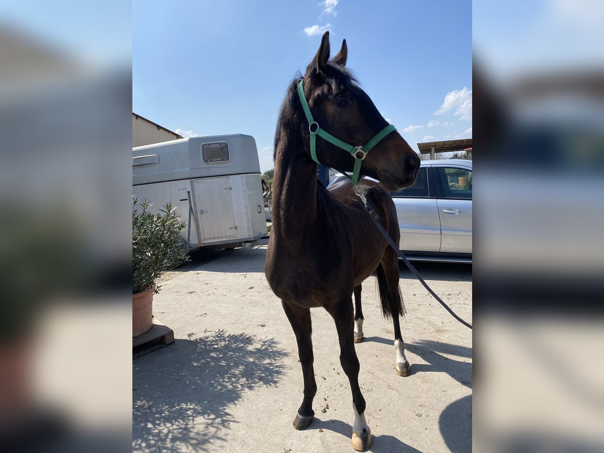 Trakehner Wallach 4 Jahre 169 cm in M&#xF6;ckern