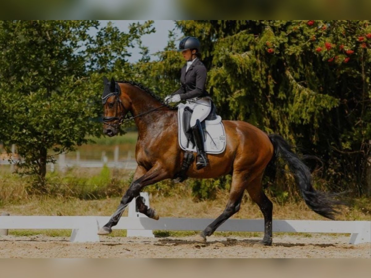 Trakehner Wallach 4 Jahre 170 cm Brauner in Oyten Trakehner Wallach 4 Jahre 170 cm Brauner in Oyten