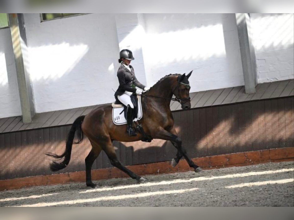 Trakehner Wallach 4 Jahre 170 cm Dunkelbrauner in Achim