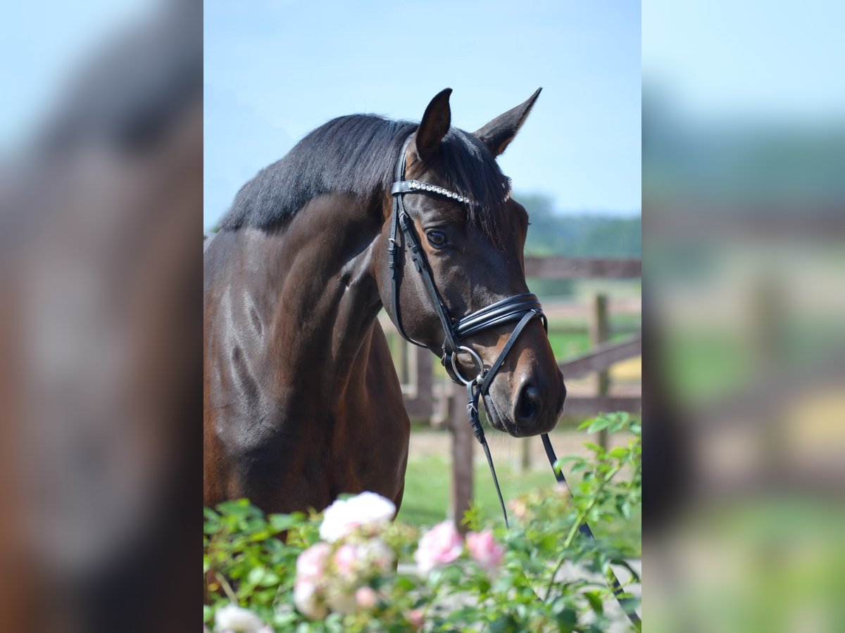 Trakehner, Wallach in Bismark