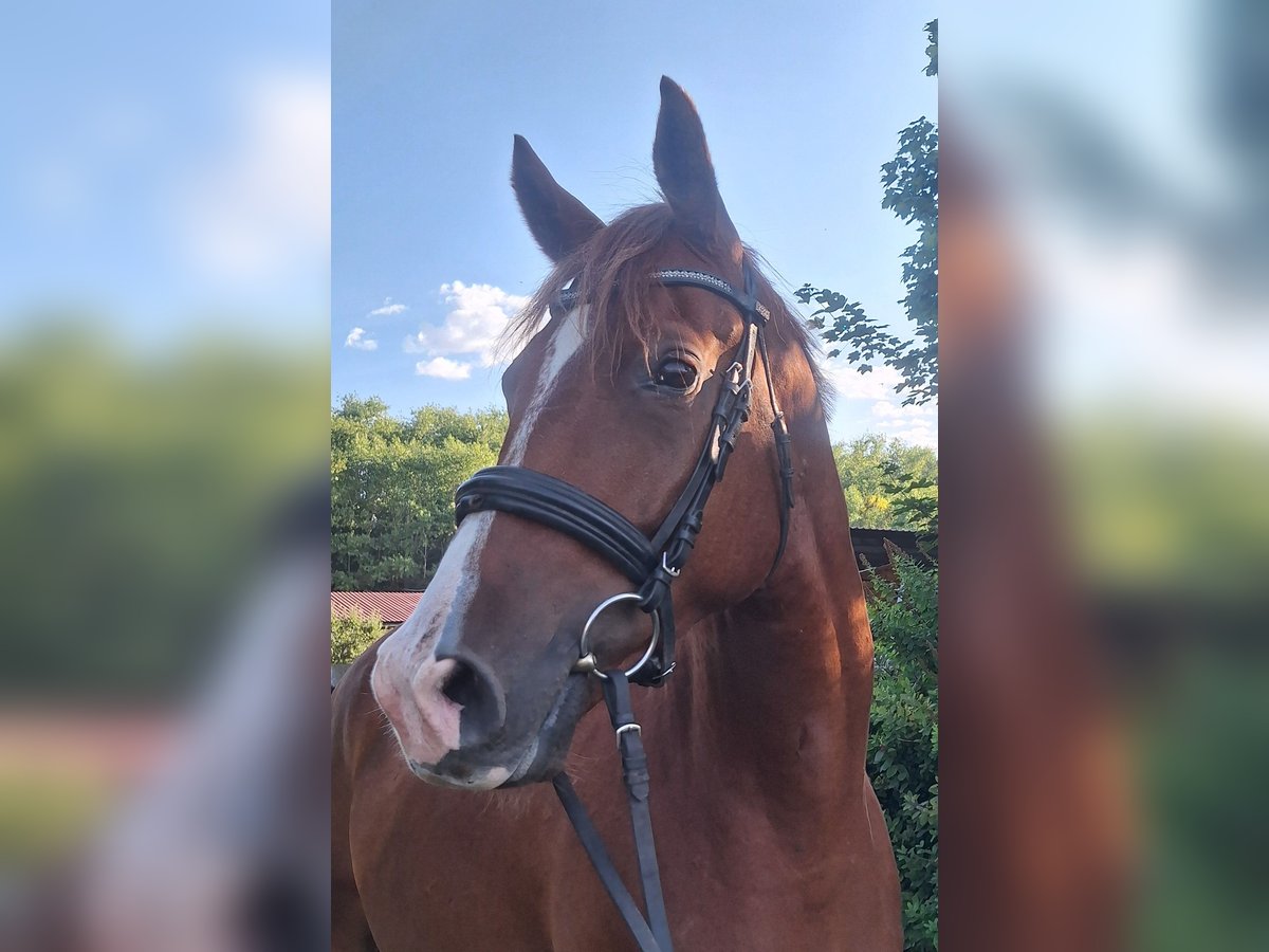 Trakehner Wallach 4 Jahre 170 cm Fuchs in Freiberg