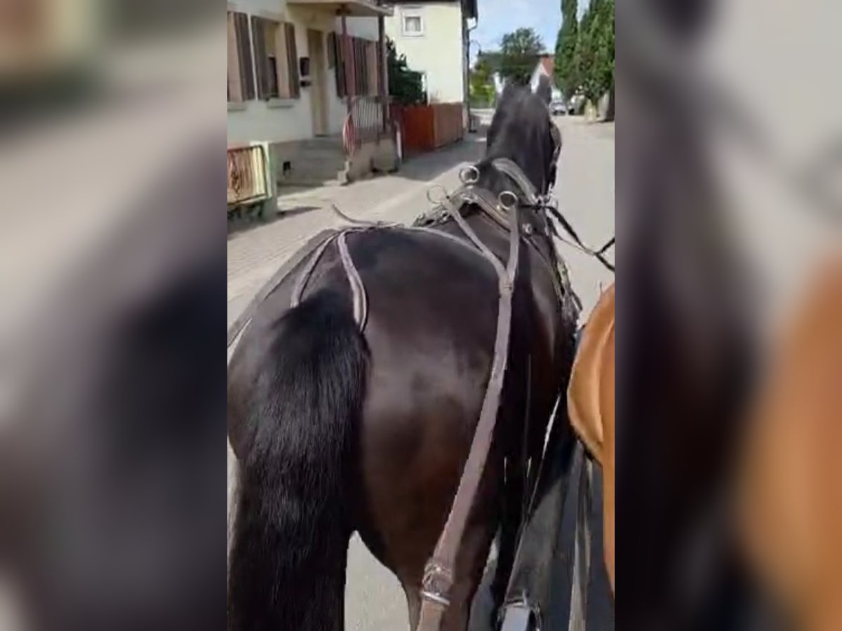 Trakehner Wallach 4 Jahre 170 cm Schwarzbrauner in Mei&#xDF;enheim