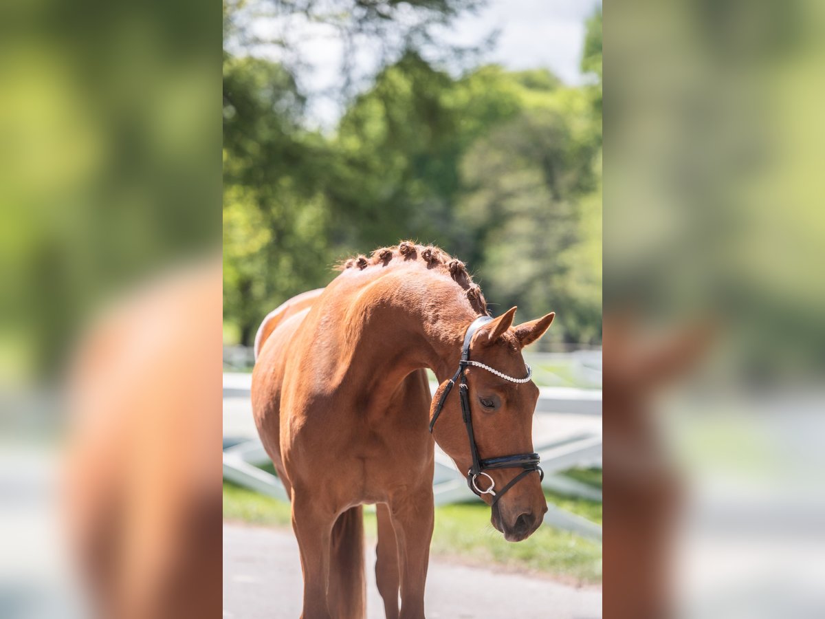 Trakehner Wallach 4 Jahre 171 cm Fuchs in Panker