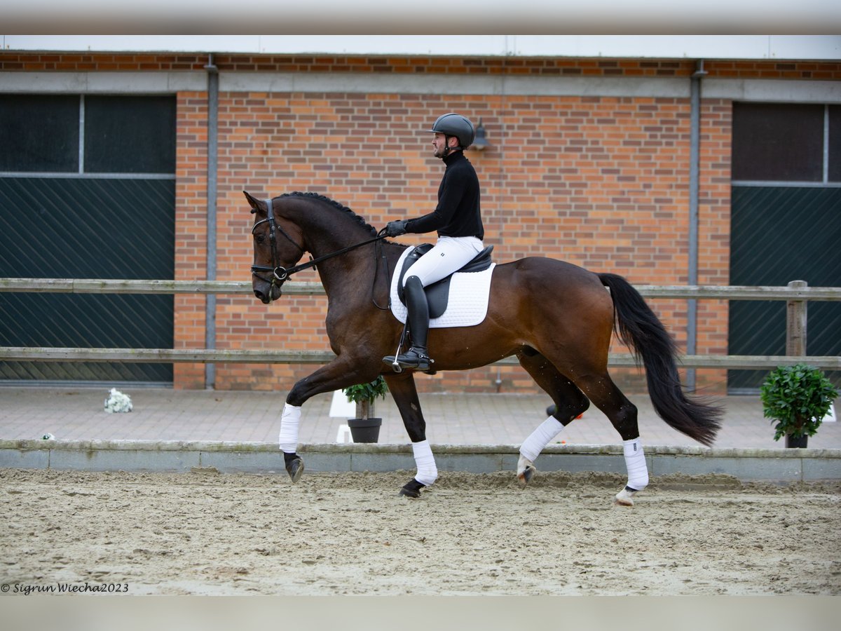 Trakehner Wallach 4 Jahre 172 cm Dunkelbrauner in Nottuln