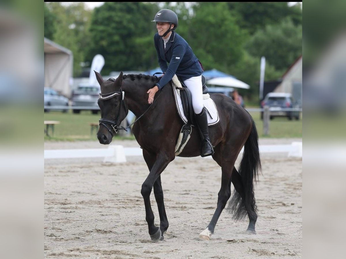 Trakehner Wallach 4 Jahre 172 cm Dunkelbrauner in Inzigkofen
