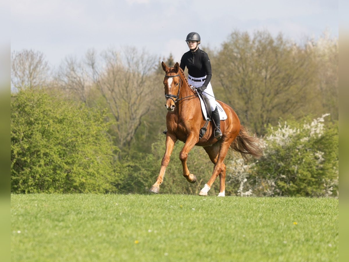 Trakehner Wallach 4 Jahre 172 cm Fuchs in Badendorf