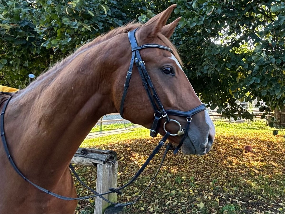 Trakehner Wallach 4 Jahre 175 cm Fuchs in Neunkirchen-Seelscheid
