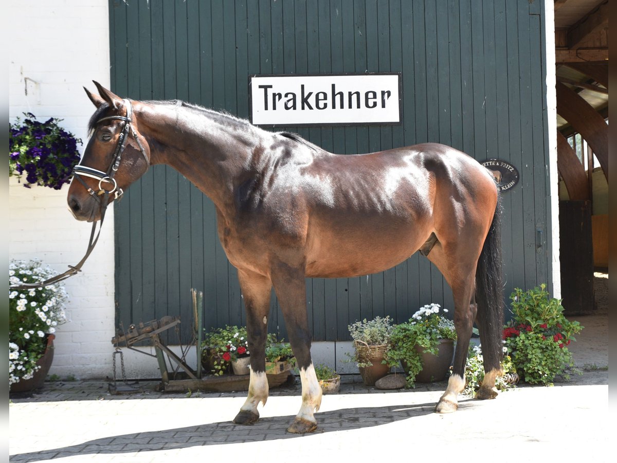 Trakehner Wallach 5 Jahre 164 cm Dunkelbrauner in L&#xFC;neburg