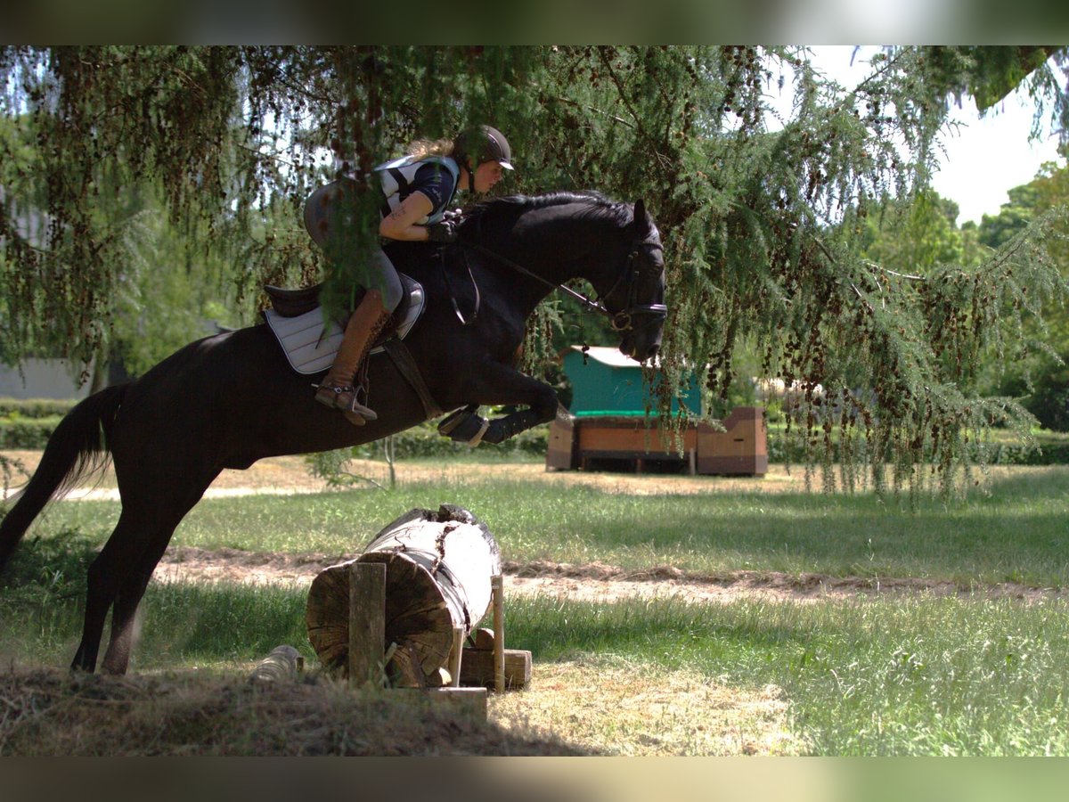 Trakehner Wallach 5 Jahre 164 cm Rappe in Hannover