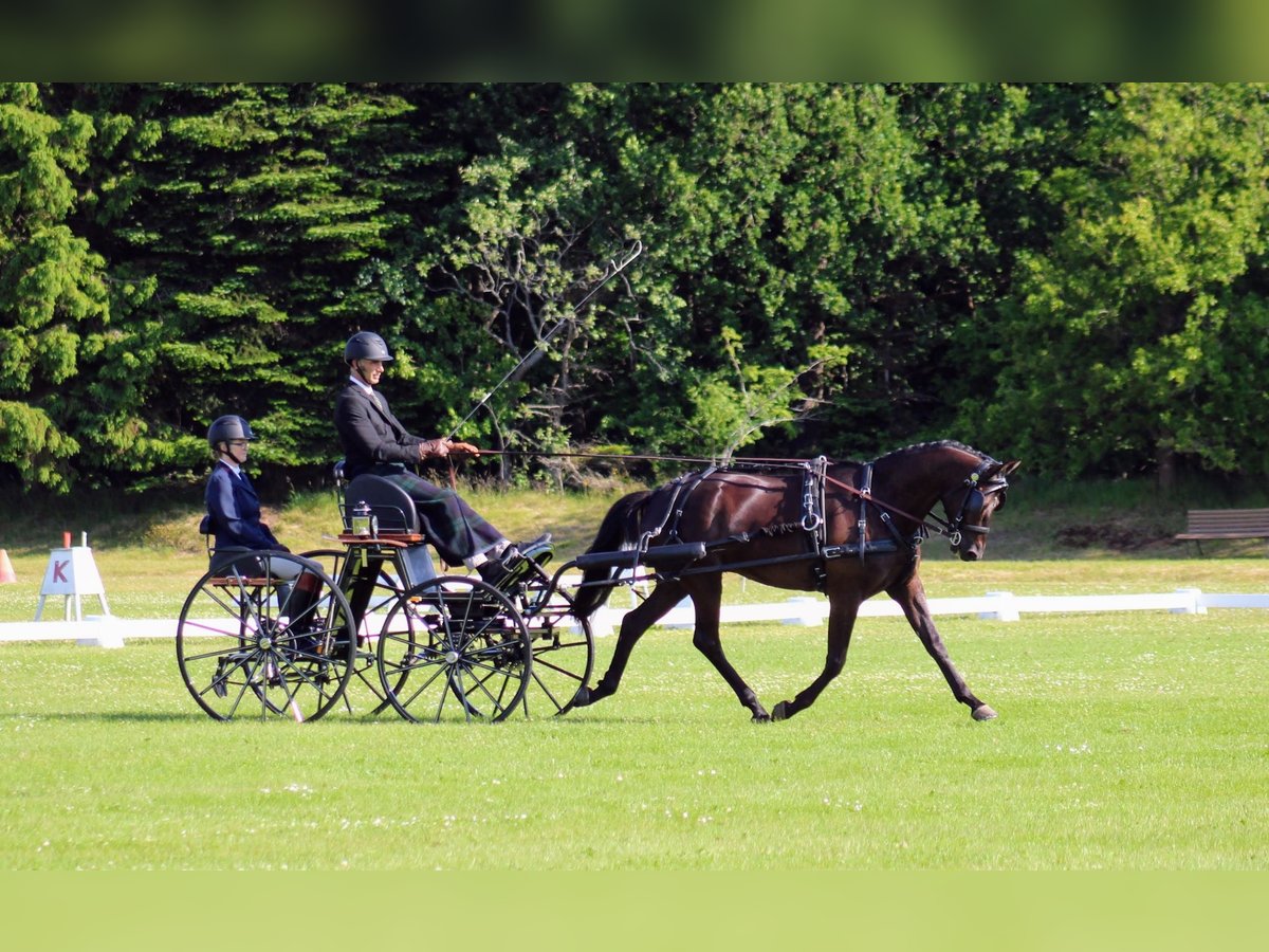 Trakehner Wallach 5 Jahre 165 cm Brauner in Odder