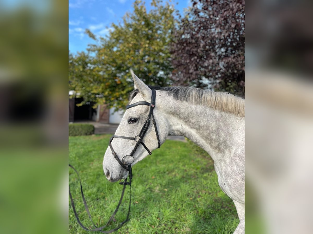 Trakehner Wallach 5 Jahre 165 cm Schimmel in Heidekrug