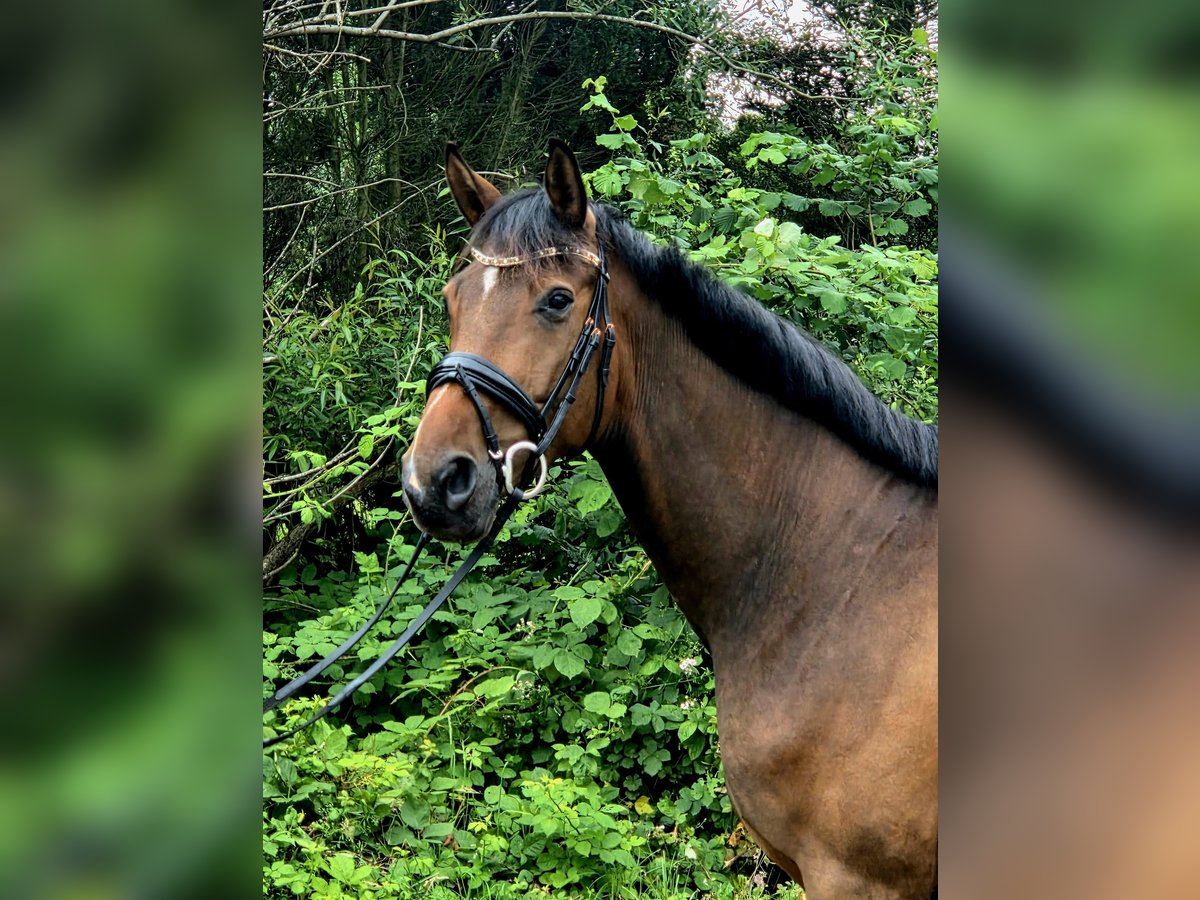 Trakehner Wallach 5 Jahre 166 cm Brauner in Sahms