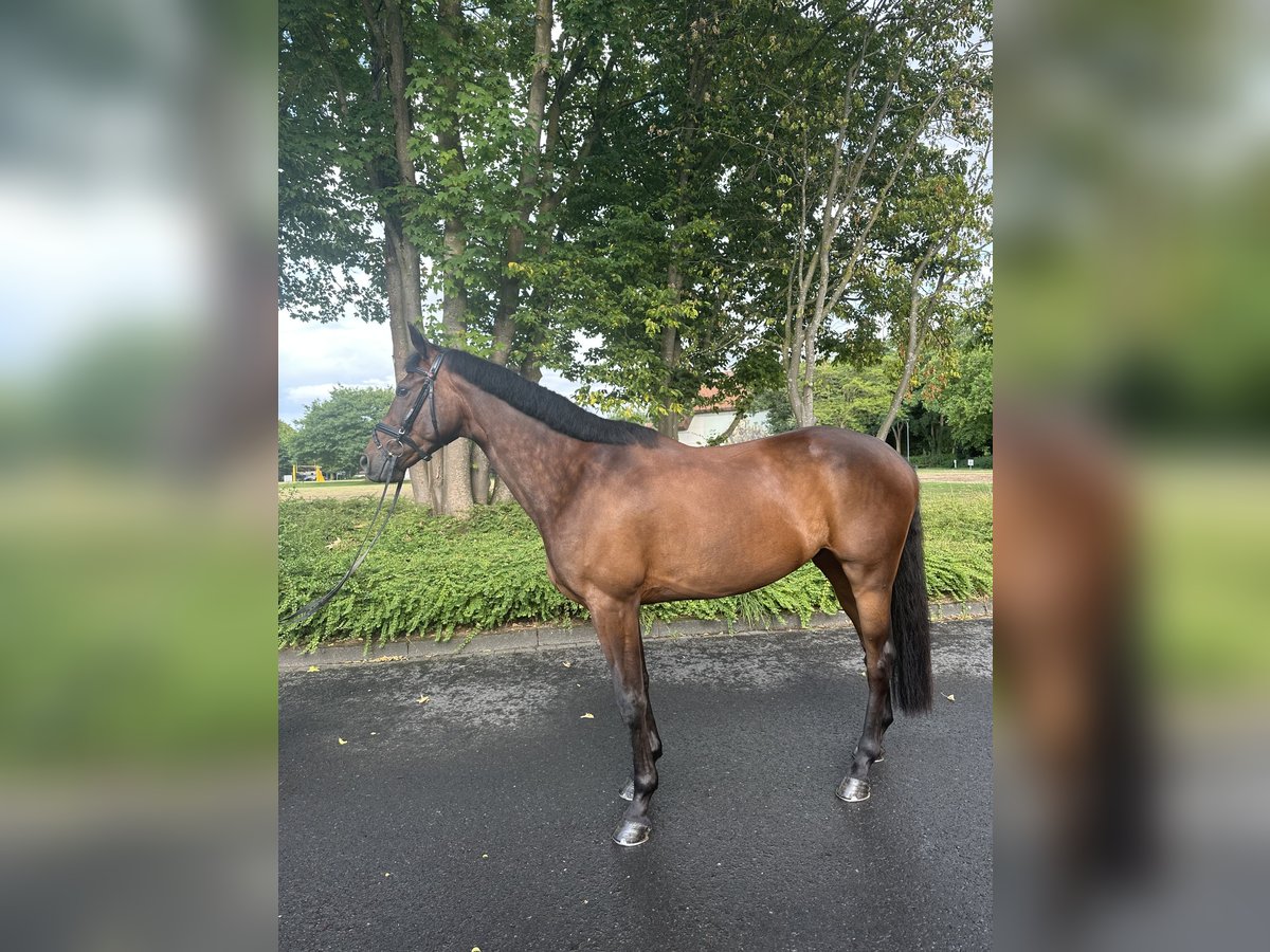 Trakehner Wallach 5 Jahre 166 cm Dunkelbrauner in Warendorf