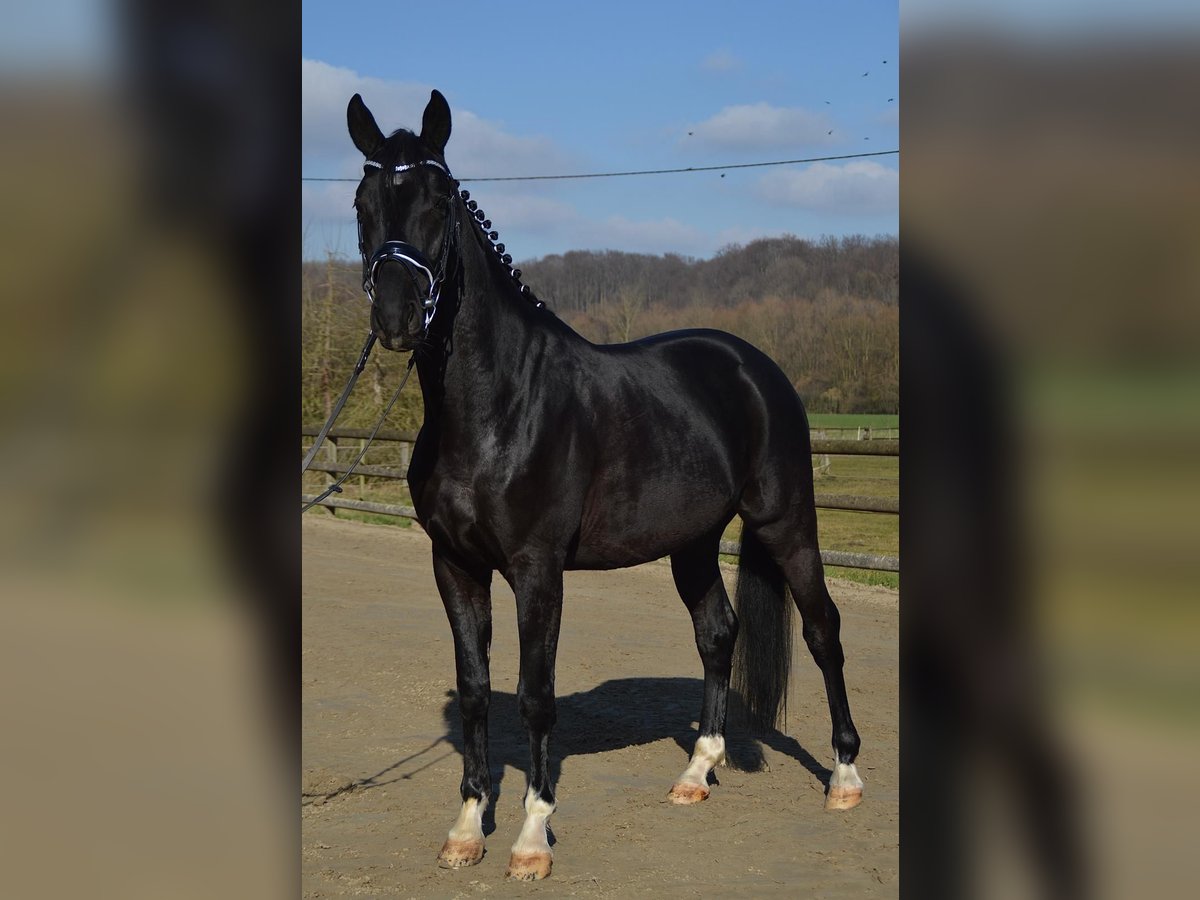 Trakehner Wallach 5 Jahre 166 cm Rappe in Wadersloh