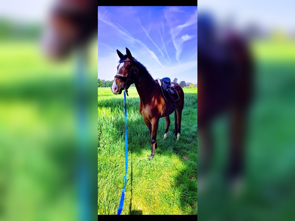 Trakehner Wallach 5 Jahre 167 cm Brauner in Dinslaken