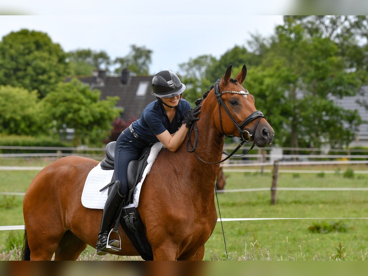 Trakehner Wallach 5 Jahre 168 cm Brauner in Freienwill