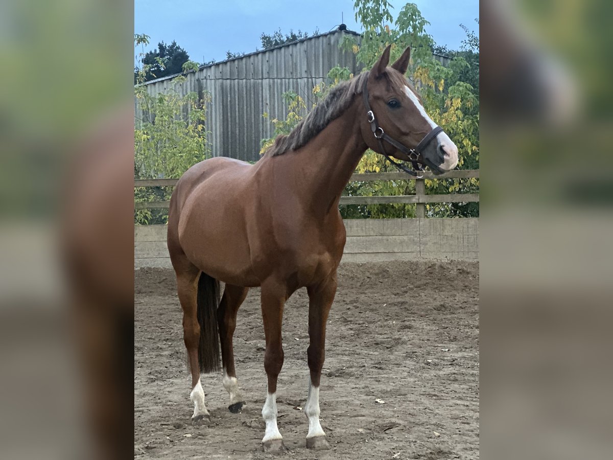 Trakehner Wallach 5 Jahre 170 cm Fuchs in Hönow Trakehner Wallach 5 Jahre 170 cm Fuchs in Hönow