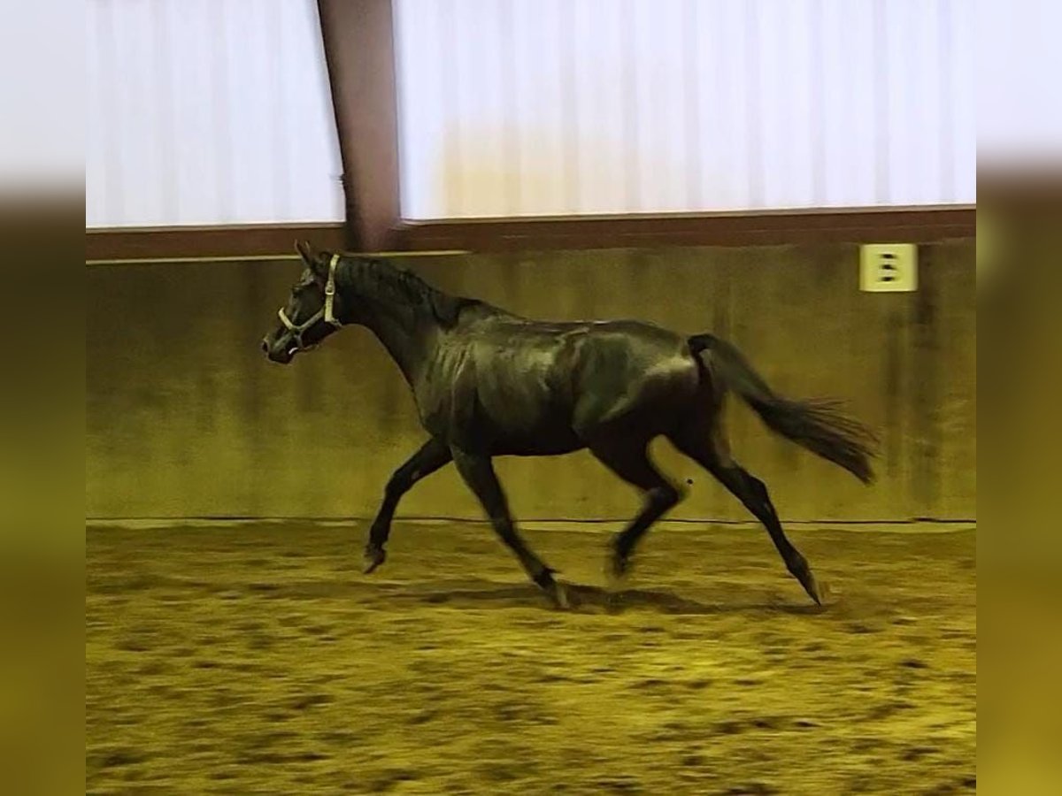 Trakehner Wallach 5 Jahre 171 cm Rappe in Simbach am Inn